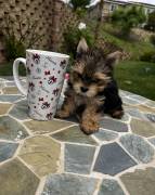 yorkie, Yorkshire Terrier