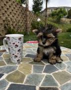 yorkie, Yorkshire Terrier