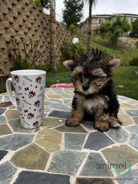 yorkie, Yorkshire Terrier