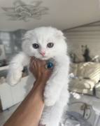 turkish angora kitten, Mixed Breed
