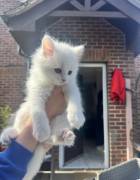 turkish angora kitten, Mixed Breed