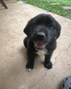 Labrador for sale , Mixed Breed