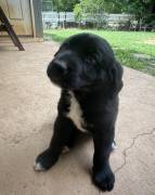 Labrador for sale , Mixed Breed
