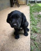 Labrador for sale , Mixed Breed