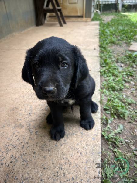 Labrador for sale , Mixed Breed