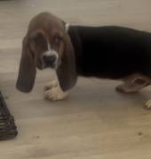 AKC Basset Hound Puppy, Basset Hound