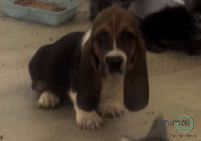AKC Basset Hound Puppy, Basset Hound