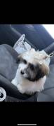 purebred Havanese puppy, Havanese