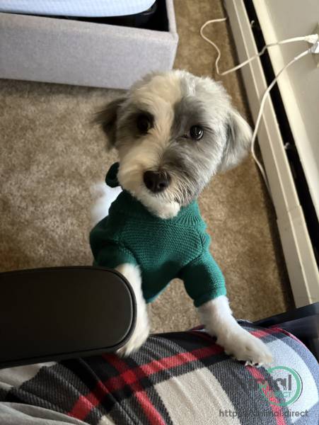 purebred Havanese puppy, Havanese