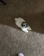 purebred Havanese puppy, Havanese