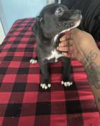 pit bull puppies for sale, Pitbull Terrier