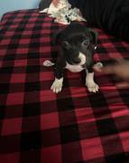 pit bull puppies for sale, Pitbull Terrier