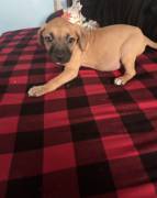 pit bull puppies for sale, Pitbull Terrier