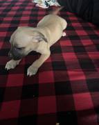 pit bull puppies for sale, Pitbull Terrier