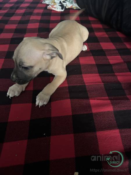 pit bull puppies for sale, Pitbull Terrier