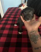 pit bull puppies for sale, Pitbull Terrier