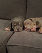 Puppies , Staffordshire Bull Terrier
