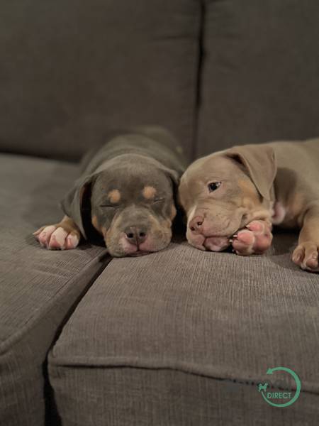 Puppies , Staffordshire Bull Terrier