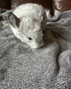 White Chinchilla Babies , Chinchilla