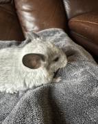 White Chinchilla Babies , Chinchilla