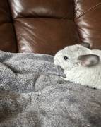 White Chinchilla Babies , Chinchilla