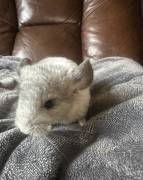 White Chinchilla Babies , Chinchilla