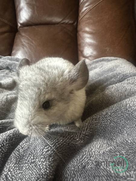 White Chinchilla Babies , Chinchilla