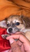 tea cup , Mixed Breed