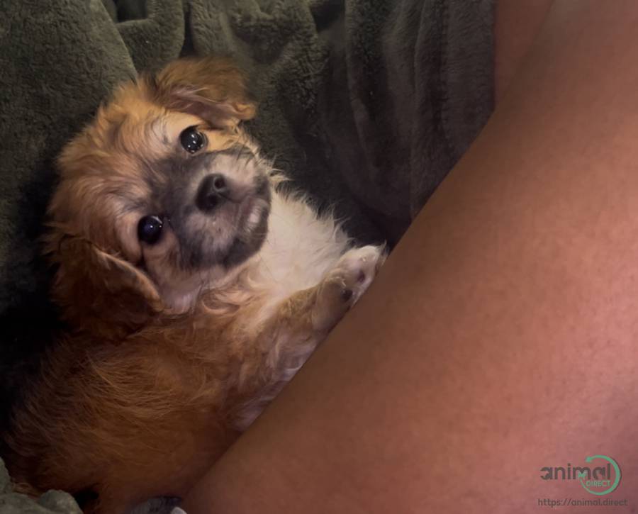 tea cup , Mixed Breed