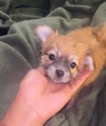 tea cup , Mixed Breed
