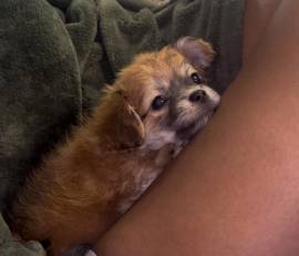 tea cup , Mixed Breed