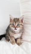 Female kitten, Mixed Breed
