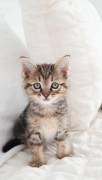 Female kitten, Mixed Breed