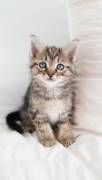 Female kitten, Mixed Breed
