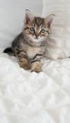 Female kitten, Mixed Breed