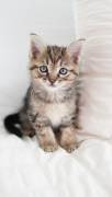 Female kitten, Mixed Breed