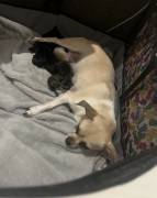 2 girls 4 boys chugs, Mixed Breed