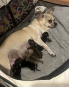 2 girls 4 boys chugs, Mixed Breed