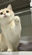  Dark Golden Chinchilla , British Shorthair