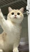  Dark Golden Chinchilla , British Shorthair