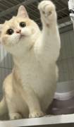  Dark Golden Chinchilla , British Shorthair