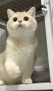  Dark Golden Chinchilla , British Shorthair