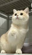  Dark Golden Chinchilla , British Shorthair