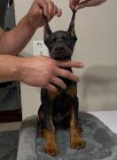 European Doberman Puppies, Doberman Pinscher