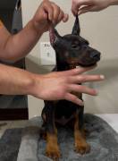European Doberman Puppies, Doberman Pinscher