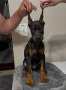 European Doberman Puppies, Doberman Pinscher