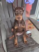 European Doberman Puppies, Doberman Pinscher
