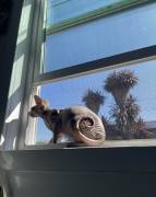 Sphynx (female), Sphynx