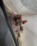 Sphynx (female), Sphynx