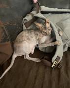 Sphynx (female), Sphynx